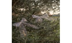 RUBAN TULLE BLANC BAPTEME EN OR 8 CM X 10 M