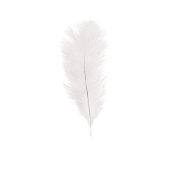 5 PLUMES AUTRUCHE BLANCHES 20-25CM 