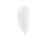 5 PLUMES AUTRUCHE BLANCHES 20-25CM 