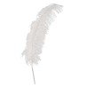 PLUME D'AUTRUCHE BLANCHE 50 CM 