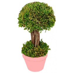 ARBUSTRE VERT DANS LE POT 12 X 21.5 CM HT 