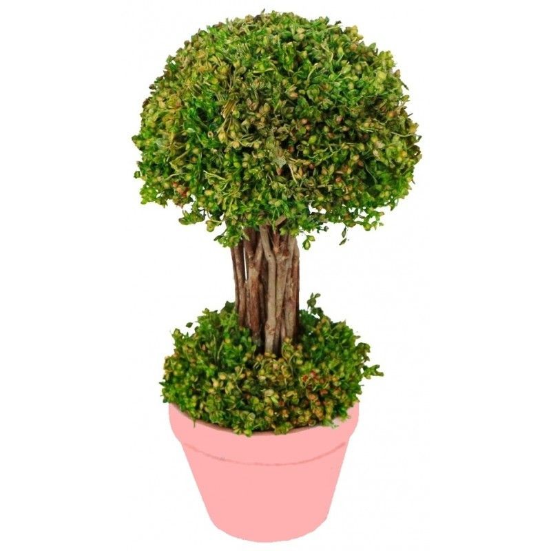 ARBUSTRE VERT DANS LE POT 12 X 21.5 CM HT 