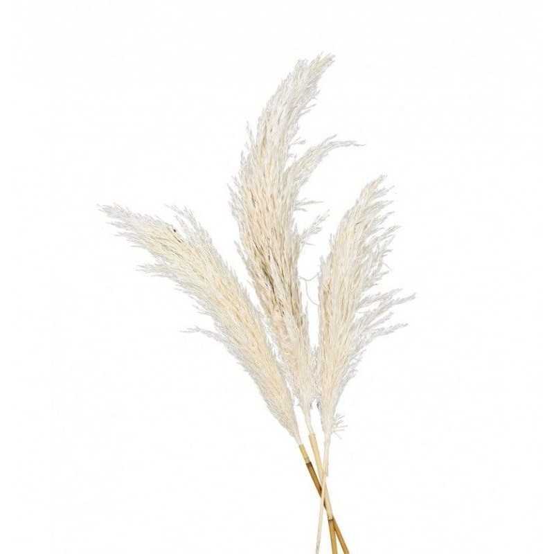 3 TIGES HERBE DE PAMPA NATURELLE 100 A 135 CM
