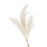 3 TIGES HERBE DE PAMPA NATURELLE 100 A 135 CM