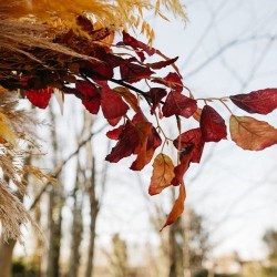 BRANCHE DE HETRE D'AUTOMNE DEGRADE DE MARSALA 1 METRE