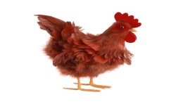 POULE ROUSSE PLUMES 27CM X 17CM X 33CM