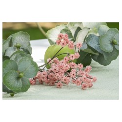 TIGE GYPSOPHILE ROSE ENV 15CM X 10CM X 60CM