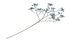 TIGE GYPSOPHILE BLEU ENV 15CM X 10CM X 60CM