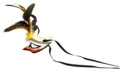 DEMI-MASQUE LOUP VAUDOU CONJURER AVEC PLUMES