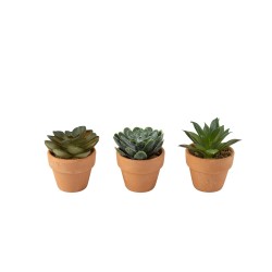 PLANTES GRASSES POT EN TERRE CUITE 5X6 CM