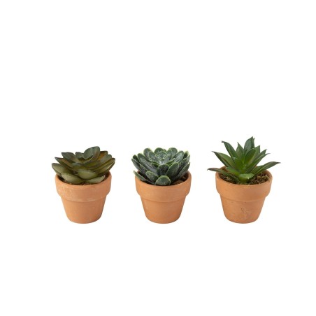 PLANTES GRASSES POT EN TERRE CUITE 5X6 CM