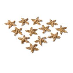 12 ETOILES DE MER ADHESIVES IVOIRE 2 CM 