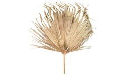 FEUILLE DE PALMIER SECHEE NATURELLE GM 120 X 70 CM 