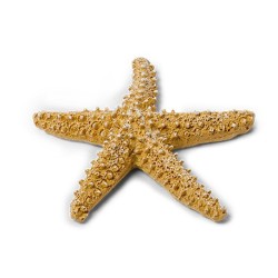 ETOILE DE MER IVOIRE 6.5 CM 