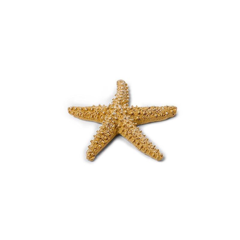 ETOILE DE MER IVOIRE 6.5 CM  ETOILE DE MER IVOIRE 6.5 CM