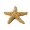 ETOILE DE MER IVOIRE 6.5 CM  ETOILE DE MER IVOIRE 6.5 CM