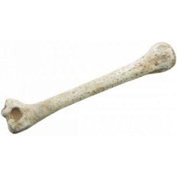 OS DES CAVERNES PLASTIQUES 28 CM