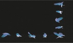 16 SERVIETTES NOIRES MOTIFS OISEAUX BLEU NUIT 33 X 33 CM 