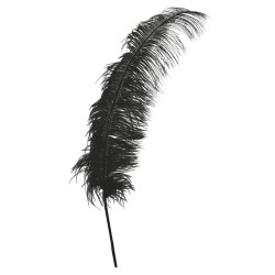 PLUME D'AUTRUCHE NOIRE 50 CM