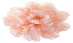 4 FLEURS PIVOINE PECHE 11 X 5 CM