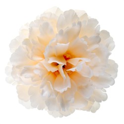 4 FLEURS PIVOINE IVOIRE 11 X 5 CM