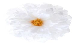 4 FLEURS PIVOINE BLANCHES 11 X 5 CM