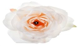 4 FLEURS ROSE IVOIRE 10 X 7.5 CM