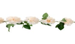 GUIRLANDE DE FLEURS IVOIRE 140 CM