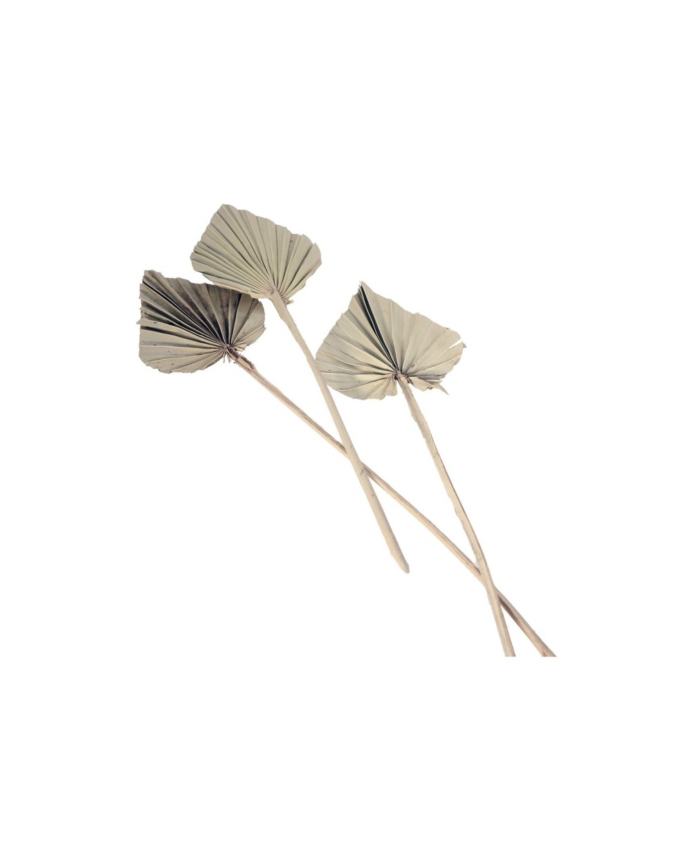 10 FEUILLES DE PALMIER DECOUPEES 55 CM NATUREL