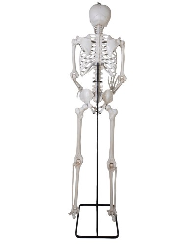 SQUELETTE SUR PIED ARTICULE DECORATION HALLOWEEN 213 CM