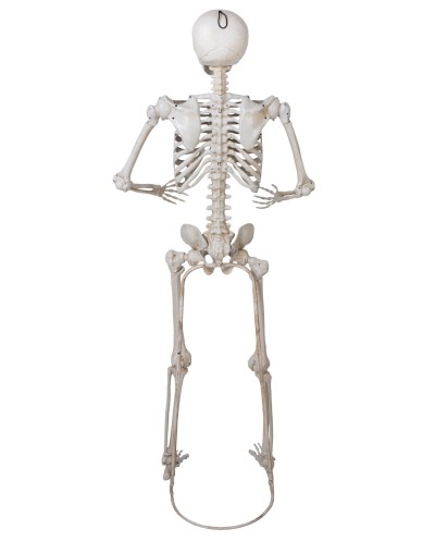 SQUELETTE SUR PIED ARTICULE DECORATION HALLOWEEN 152 CM
