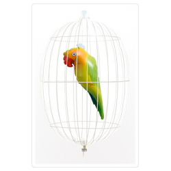 BALLON PERROQUET DANS CAGE A OISEAU