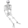SQUELETTE ARTICULE 165 CM  SQUELETTE ARTICULE 165 CM