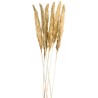 BOUQUET 6 TIGES HERBE DE PAMPA NATURELLES 65-75 CM