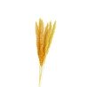 BOUQUET 6 TIGES HERBE DE PAMPA JAUNE 65-75 CM