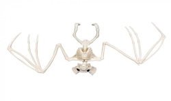 SQUELETTE DE CHAUVE SOURIS 24 CM 