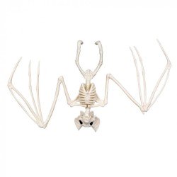 SQUELETTE DE CHAUVE SOURIS 24 CM 