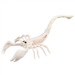 SQUELETTE DE SCORPION 31 CM 