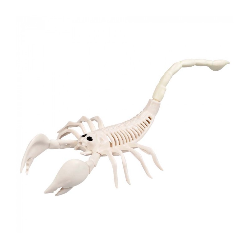 SQUELETTE DE SCORPION 31 CM 