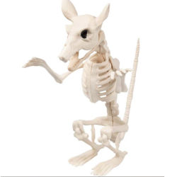 SQUELETTE RAT 20 X 26 X 29 CM 